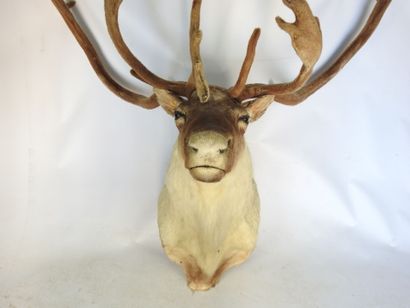 CARIBOU en cape. Haut : 130cm - Long 130cm....