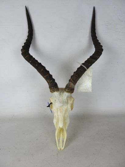 Massacre d'Impala. H : 66cm