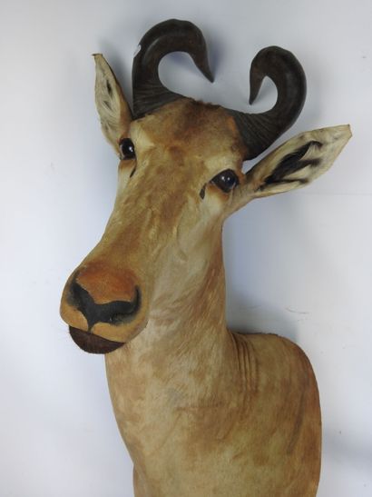 ANTILOPE BUBALE en cape. H : 100cm - Long...