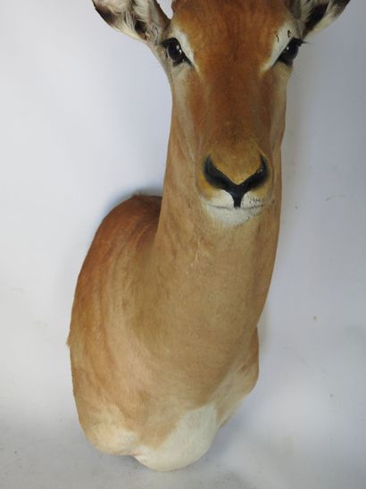 IMPALA (Aepyceros melampus) (CH) en cape....