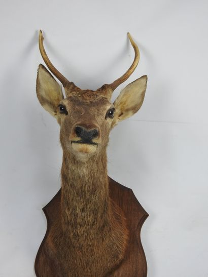 CERF (daguet) en cape sur écusson. Haut :...