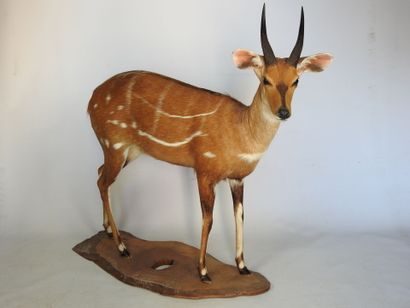 GUIB HARNACHE (Tragelaphus scriptus) (CH)....