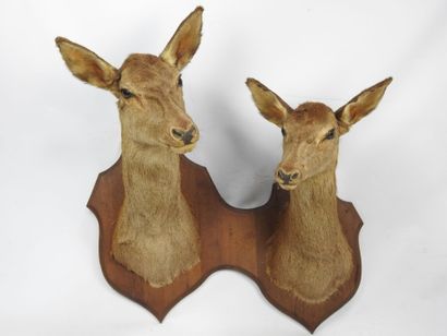 COUPLE DE BICHES naturalisées en cape sur...
