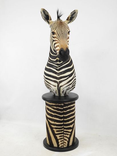 Zèbre de Hartmann (Equus zebra hartmannae)...
