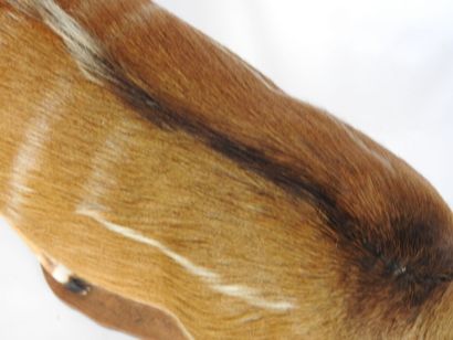 GUIB HARNACHE (Tragelaphus scriptus) (CH)....