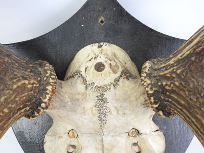 Massacre de cerf sur écusson bois. Haut :...