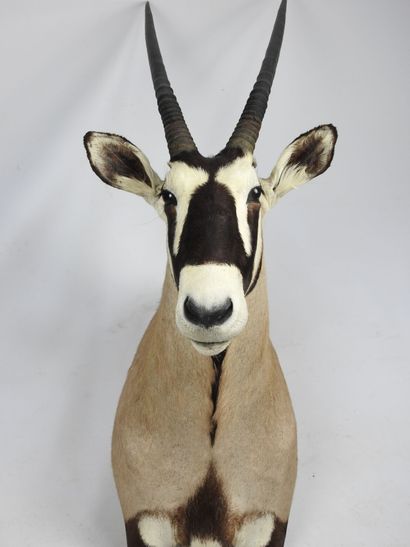 ORYX en cape. H : 140cm - Long : 45cm. Vendu...