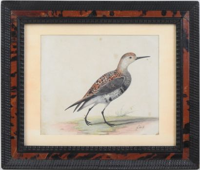19th Century ENGLISH SCHOOL: Game Bird. Watercolor...