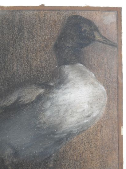 FRENCH SCHOOL circa 1900: Duck. Pastel signed...