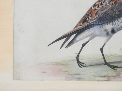 19th Century ENGLISH SCHOOL: Game Bird. Watercolor...