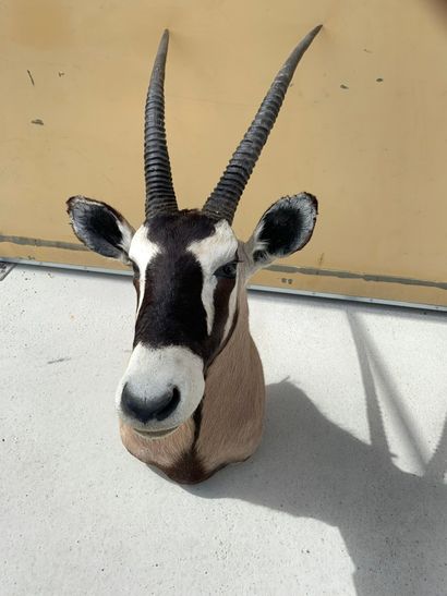 Taxidermy: Oryx in cape. Length: 140cm a...