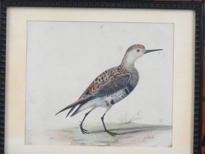 19th Century ENGLISH SCHOOL: Game Bird. Watercolor...