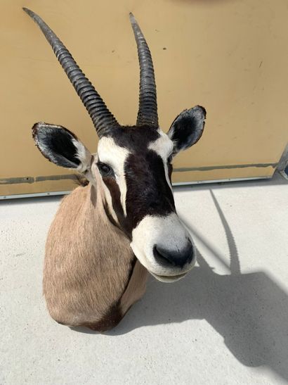 Taxidermy: Oryx in cape. Length: 140cm a...