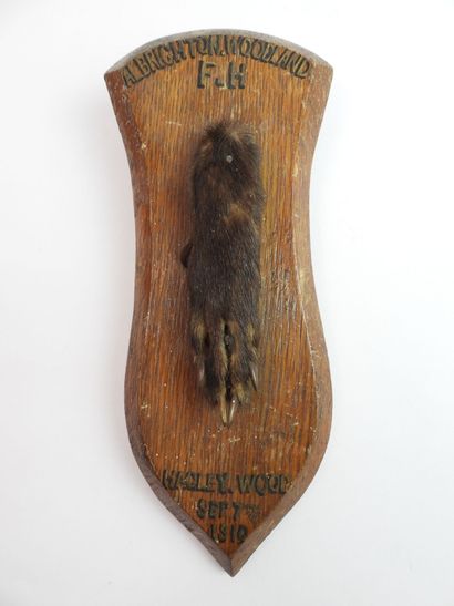 HONORARY FEET of fox mounted on oak escutcheon,...