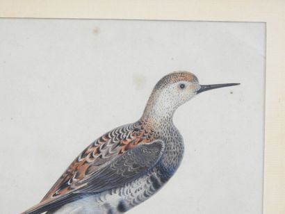 19th Century ENGLISH SCHOOL: Game Bird. Watercolor...