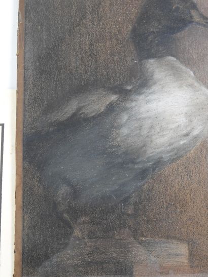 FRENCH SCHOOL circa 1900: Duck. Pastel signed...
