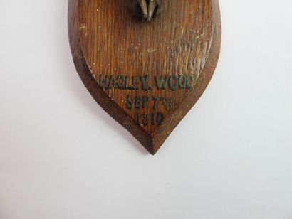 HONORARY FEET of fox mounted on oak escutcheon,...
