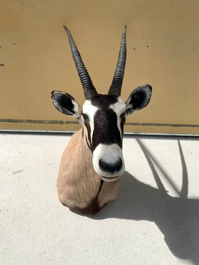 Taxidermy: Oryx in cape. Length: 140cm a...