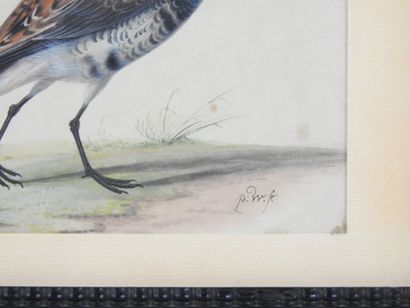 19th Century ENGLISH SCHOOL: Game Bird. Watercolor...
