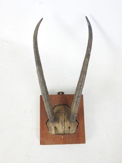 Two gazelle /cervid MASSACRES, one on wooden...