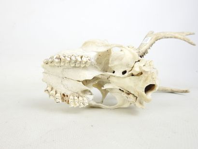 Two gazelle /cervid MASSACRES, one on wooden...