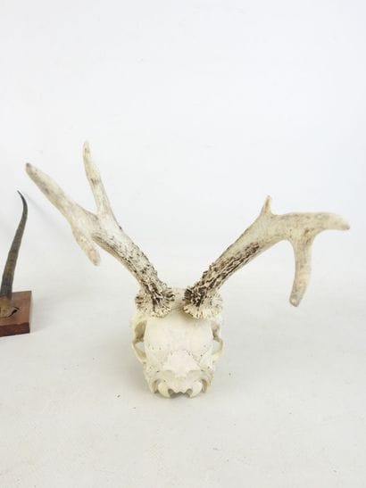 Two gazelle /cervid MASSACRES, one on wooden...