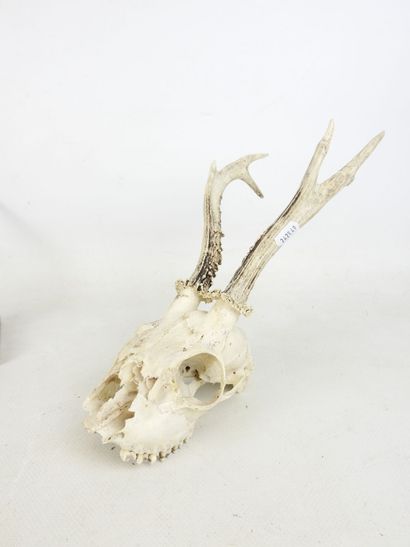Two gazelle /cervid MASSACRES, one on wooden...