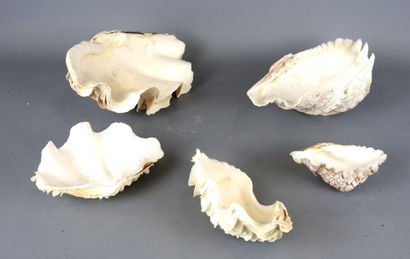 FIVE shells. L: 25 cm (largest). Wear and...