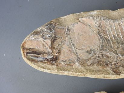 MOROCCO: Two fossil fish. L : 25,5 cm.