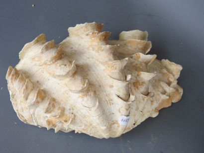 FIVE shells. L: 25 cm (largest). Wear and...