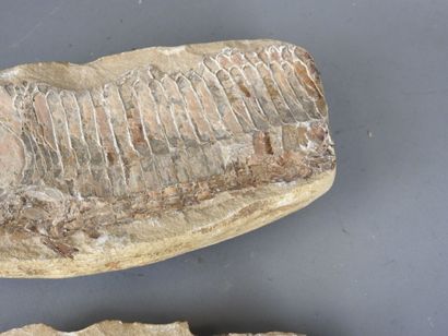 MOROCCO: Two fossil fish. L : 25,5 cm.