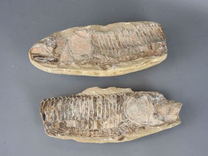 MOROCCO: Two fossil fish. L : 25,5 cm.