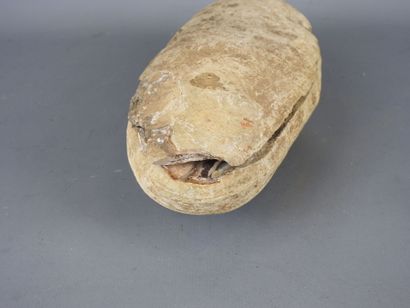 MOROCCO: Two fossil fish. L : 25,5 cm.