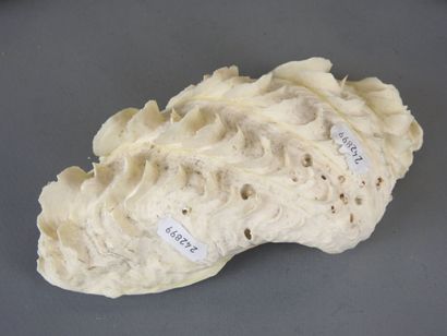 FIVE shells. L: 25 cm (largest). Wear and...