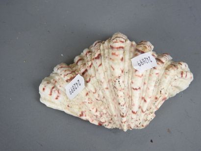 FIVE shells. L: 25 cm (largest). Wear and...