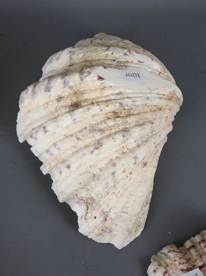 FIVE shells. L: 25 cm (largest). Wear and...