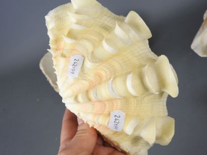 FIVE shells. L: 25 cm (largest). Wear and...