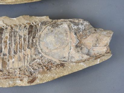 MOROCCO: Two fossil fish. L : 25,5 cm.