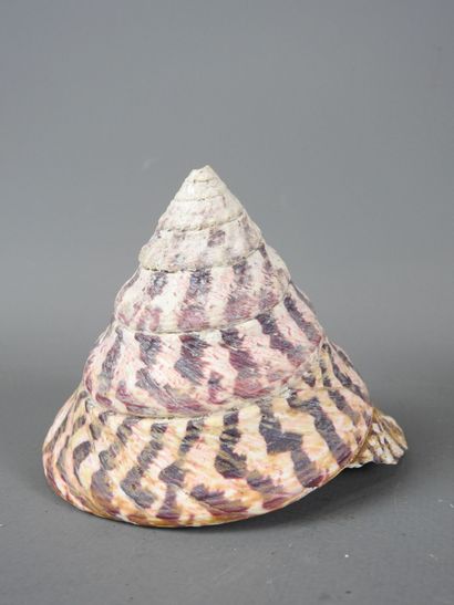Three fine specimens of tectus niloticus...