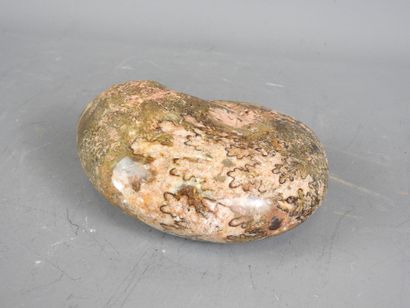 Superb polished nautilus, Madagascar.
Size:...