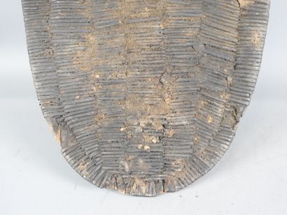 Wooden war shield covered with a fine fiber...