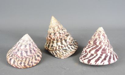 Three fine specimens of tectus niloticus...