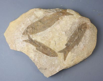 Fossil of three fish on rock. 21 x 28 cm...