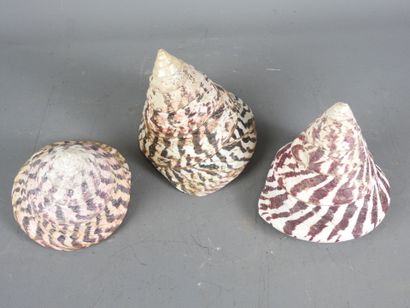 Three fine specimens of tectus niloticus...