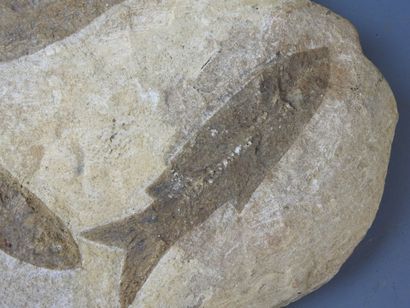 Fossil of three fish on rock. 21 x 28 cm...