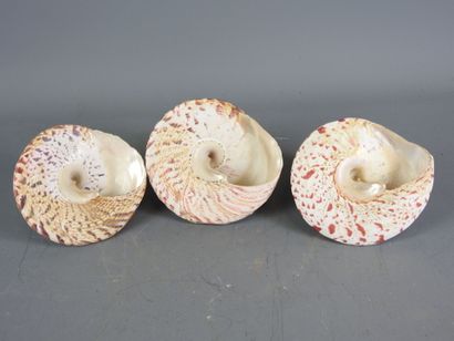 Three fine specimens of tectus niloticus...
