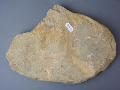 Fossil of three fish on rock. 21 x 28 cm...