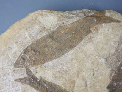 Fossil of three fish on rock. 21 x 28 cm...