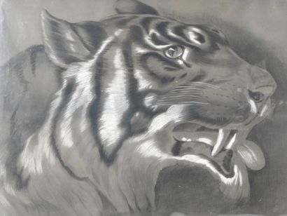 20th century FRENCH school. Tiger head. Charcoal...