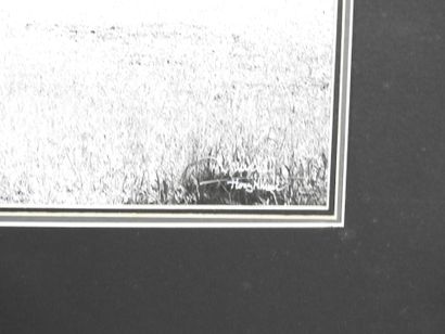 Paysage aux vaches. Impression d'après photographie....